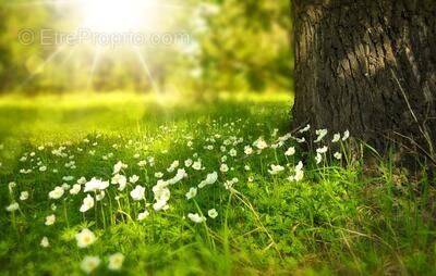 Terrain à CELLES-SUR-BELLE