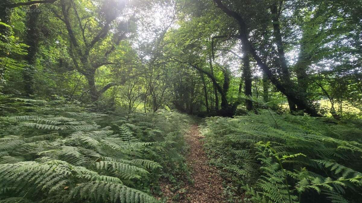 Au cœur de la forêt - photo 17