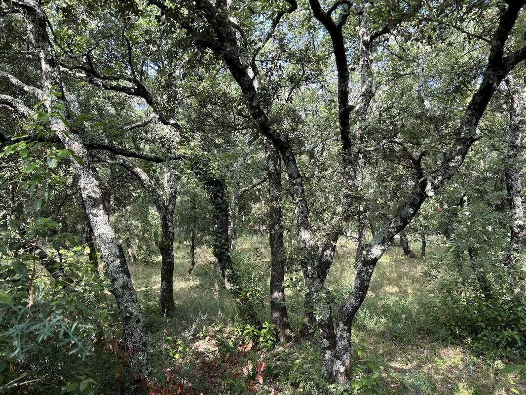 Terrain à SAINT-SIFFRET