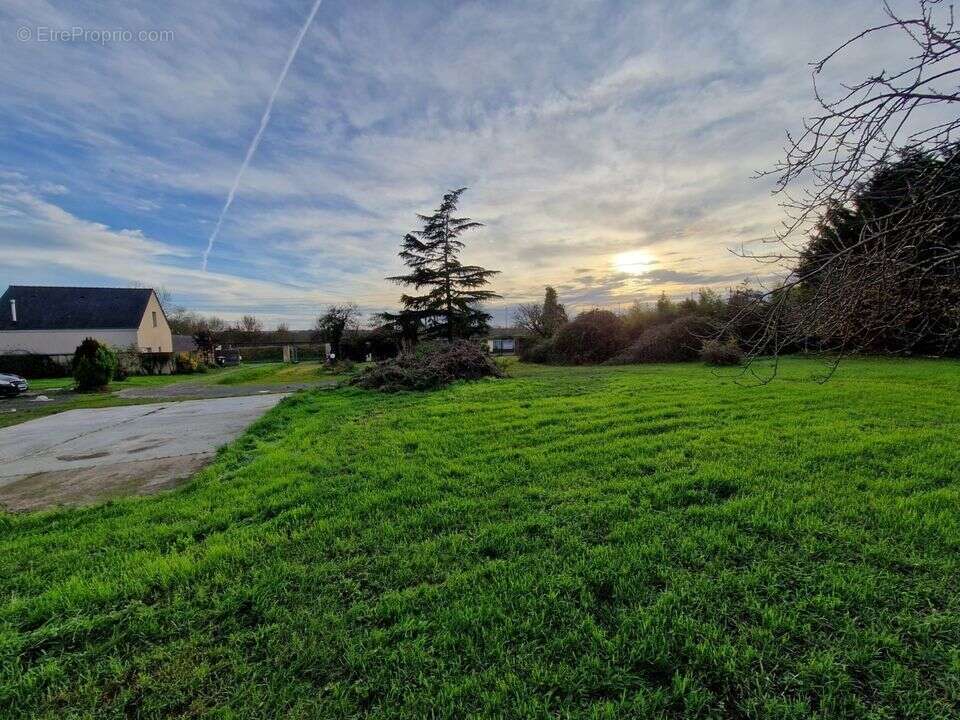 Terrain à CHAMPTOCE-SUR-LOIRE