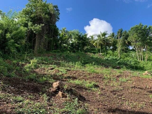 Terrain à RIVIERE-SALEE