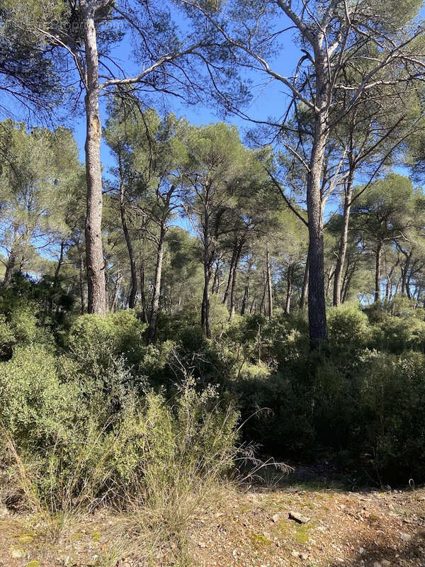 Maison T5 112m2 à vendre en forêt communale à Cabriès (13480)   Cadre idéal, calme absolu, nombreuses annexes. - photo 2