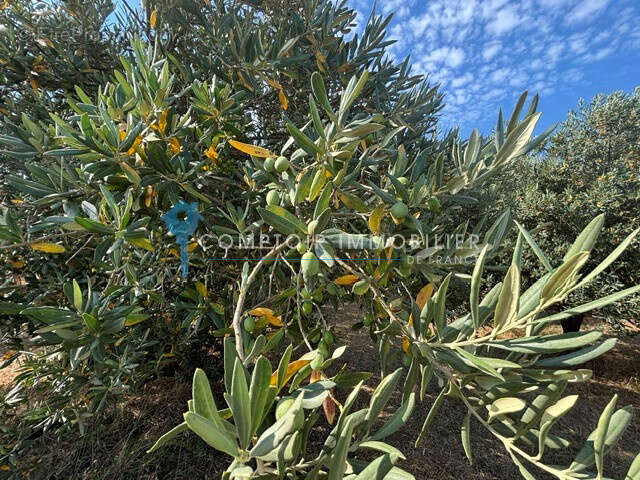 A VENDRE Magnifique oliveraie de production à BEAUVOISIN (GARD) - photo 2