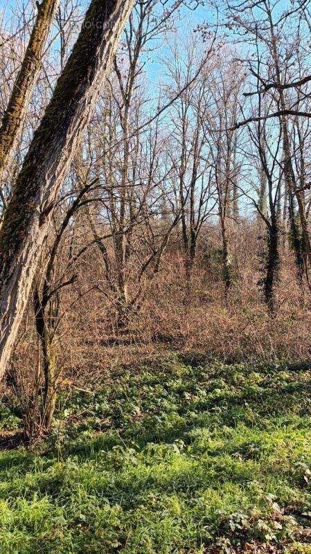 Terrain à VILLANDRAUT