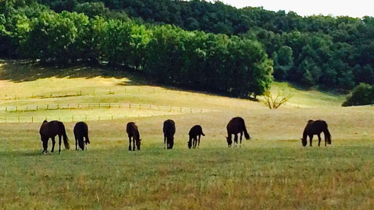 Maison à VILLENEUVE-SUR-LOT
