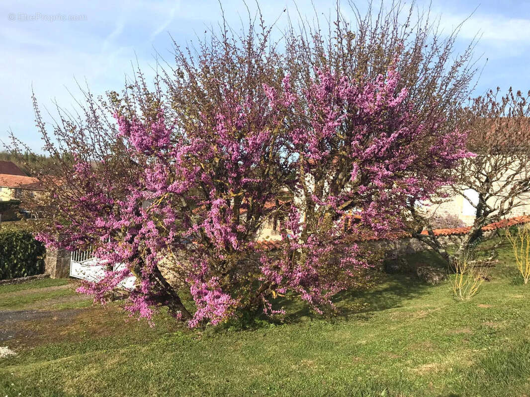 Près de Verteuil-sur Charente, Charmante Maison de Village Indépendante en Pierre, Vue, Superbes Jardins Champêtres - photo 12