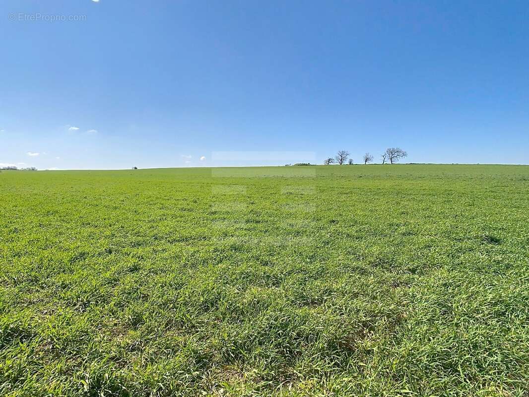 Terrain à SAINT-FELIX-LAURAGAIS