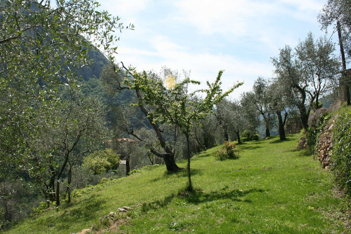 Maison à BREIL-SUR-ROYA