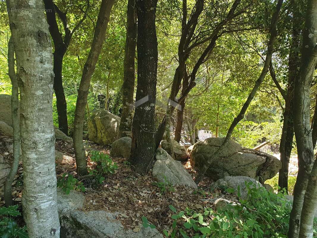 Terrain de 495 m² à L’Ospedale, Commune de Porto-Vecchio - photo 8