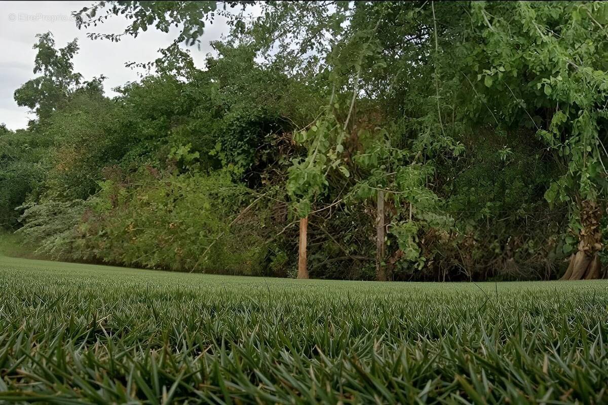 Terrain à PITHIVIERS