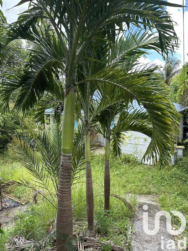 Photo 7 - Maison à LE GOSIER