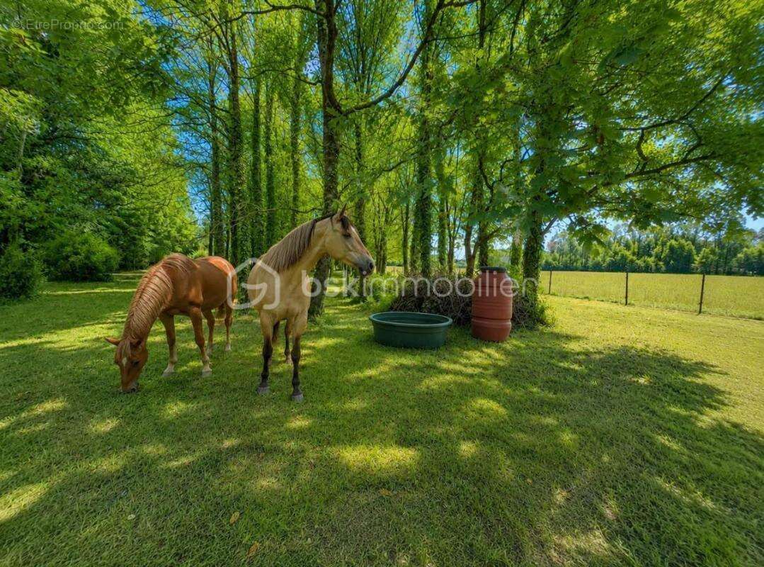 Exclusivité – maison de charme avec 5 000 m² de terrain arboré – entre campagne et littoral - photo 2