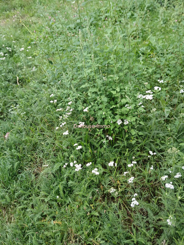Terrain à SAINT-CYR-SUR-MENTHON