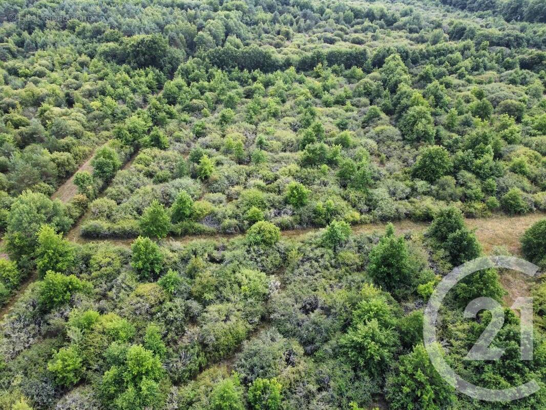 Terrain à LA FERTE-SAINT-AUBIN