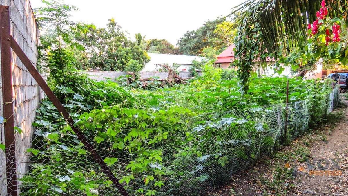 Terrain constructible à vendre au centre ville de saint louis  - procédure judiciaire (réunion) - photo 2
