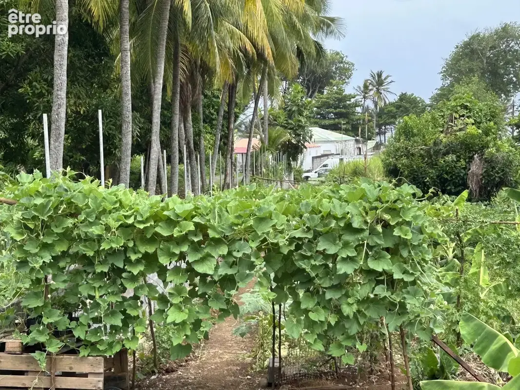 Exclusivité terrain constructible – 2 385 m² – changy, capesterre-belle-eau – guadeloupe - photo 7