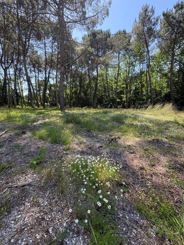 Terrain à SAINT-AUBIN-DE-MEDOC