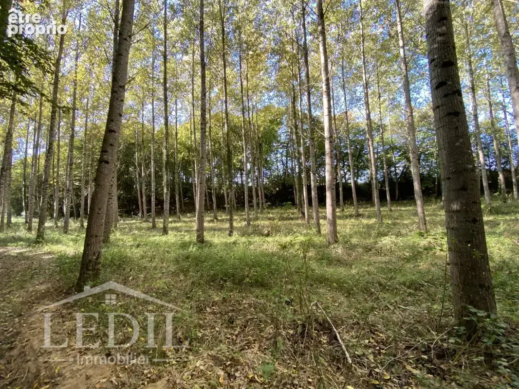 Parcelles Forestière et Bois - photo 2