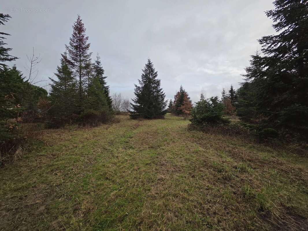 Grand terrain constructible avec certificat d’urbanisme, proche de Monségur - photo 8