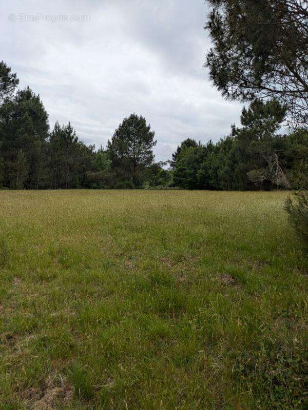 Terrain à CERCOUX