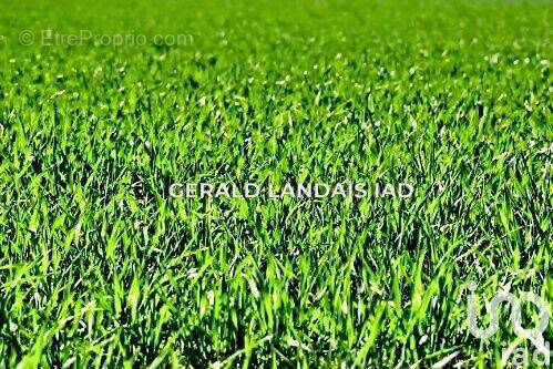 Photo 1 - Terrain à MONTGISCARD