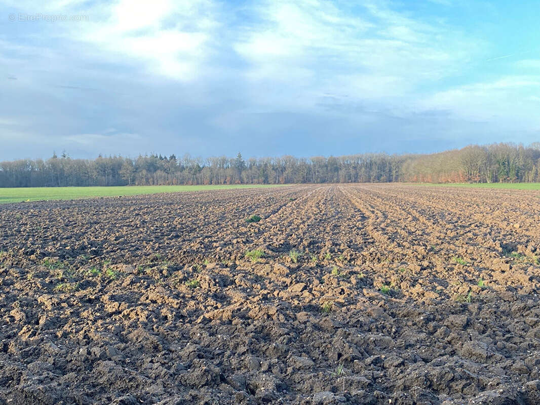 Terrain à CHAMPIGNY-LA-FUTELAYE