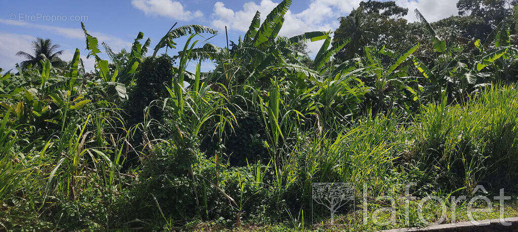 Terrain à CAPESTERRE-BELLE-EAU