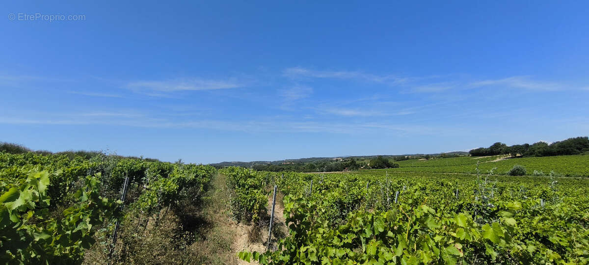 Maison et domaine viticole sur 57 hectares - vignes en aop - photo 25
