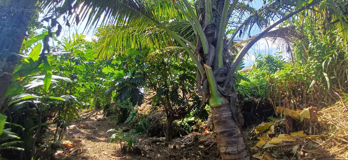 Maison à CAPESTERRE-BELLE-EAU