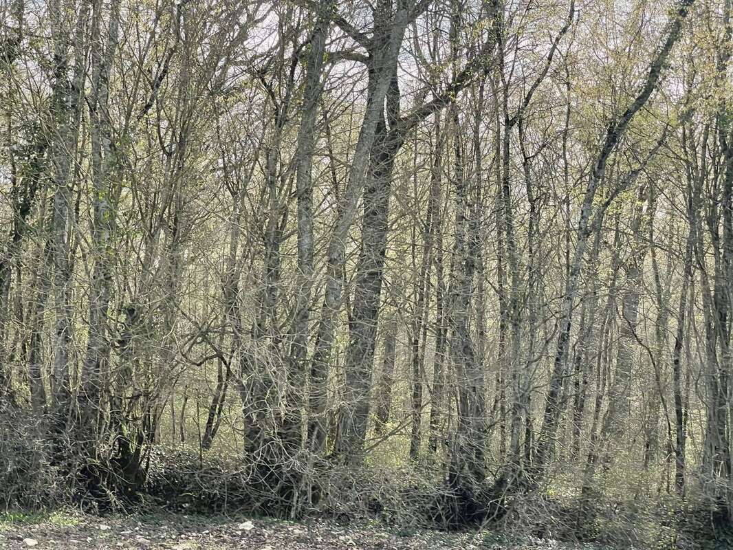 Terrain à CHEZAL-BENOIT