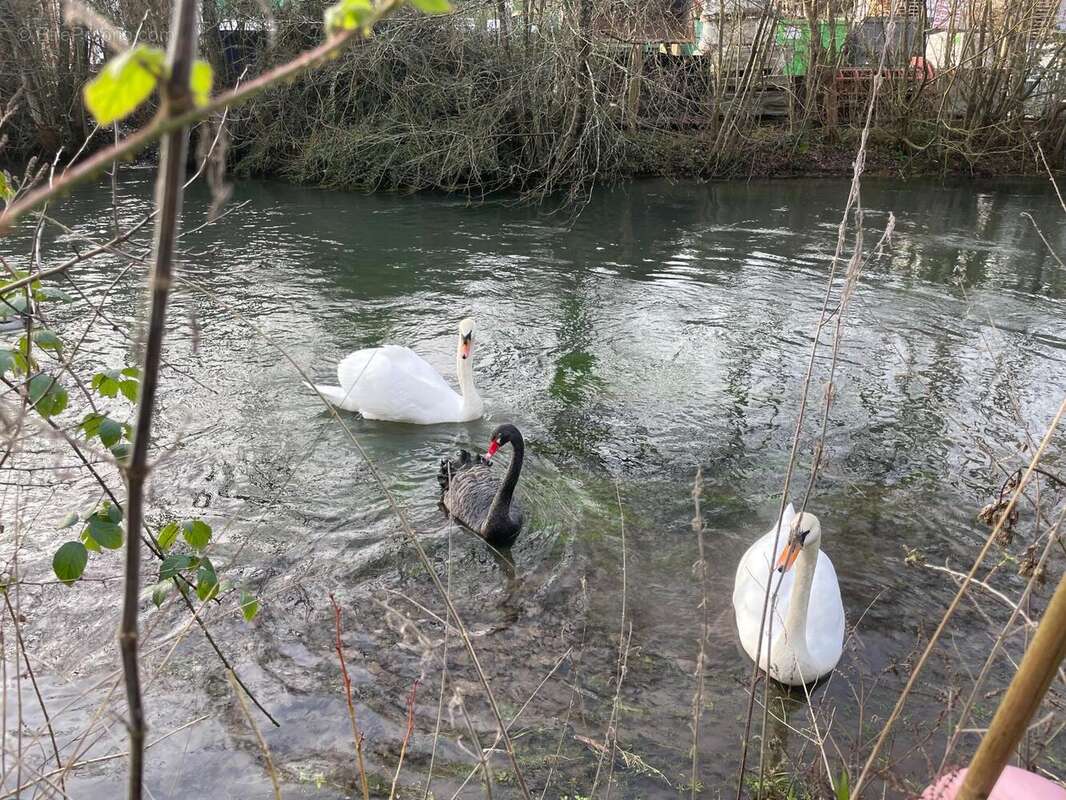 Photo 5 - Maison à MALAUNAY