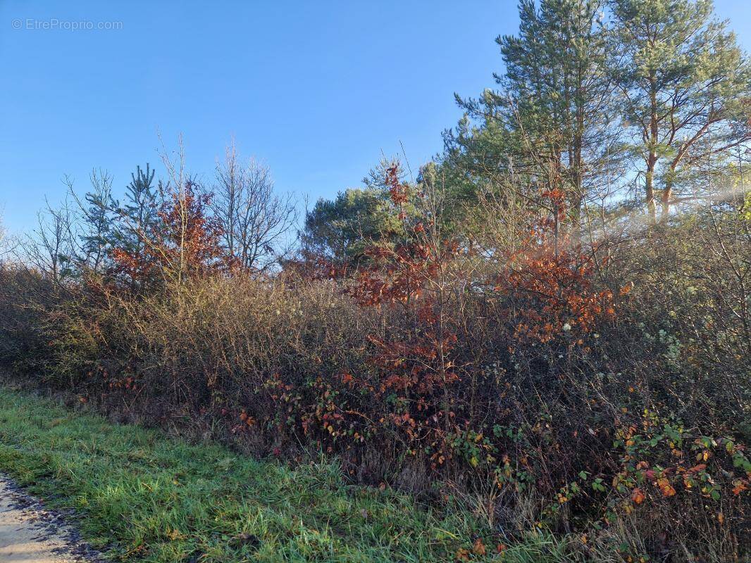 Terrain à CHATILLON-SUR-CHER