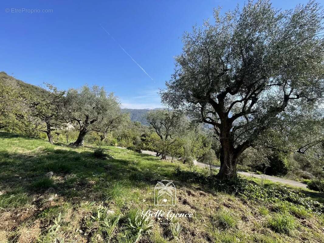 Chateauneuf Villevieille - Terrain constructible 1950m² "André" - photo 2
