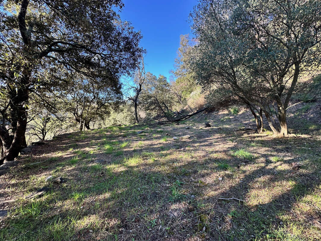 Maison à COLLOBRIERES