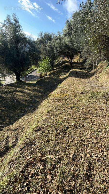 Terrain à CONTES