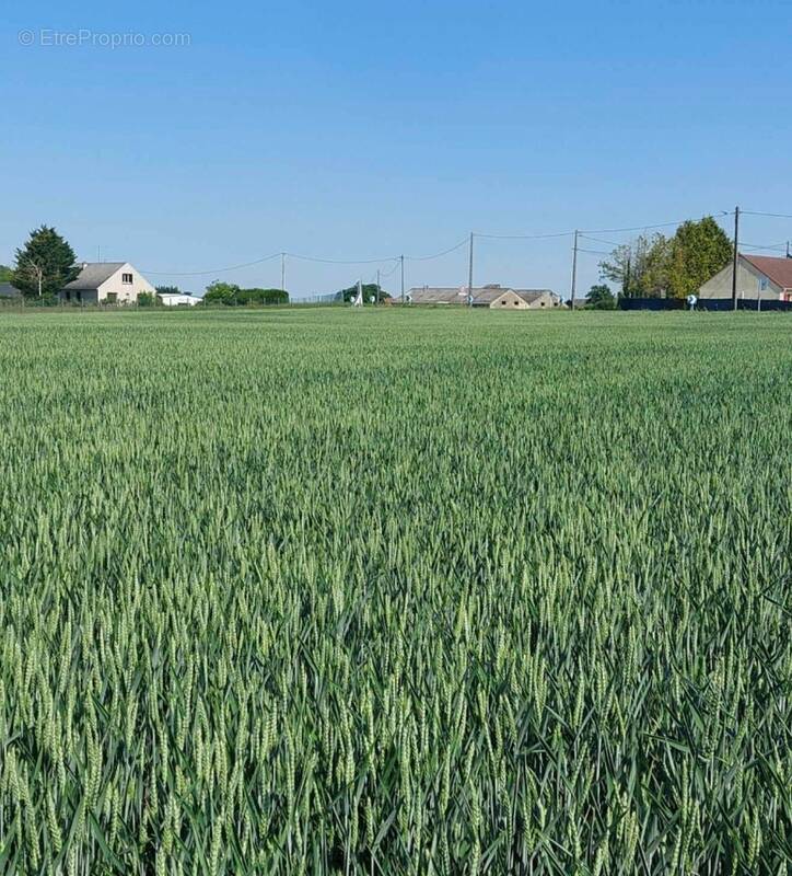 Terrain à PUISEAUX