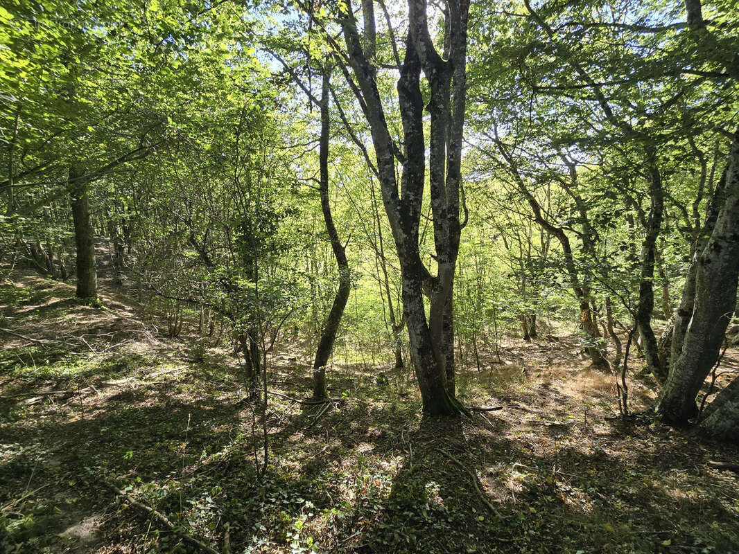 Ensemble foncier de 5 ha 78 a 43 ca   Cernoy-en-Berry - photo 11