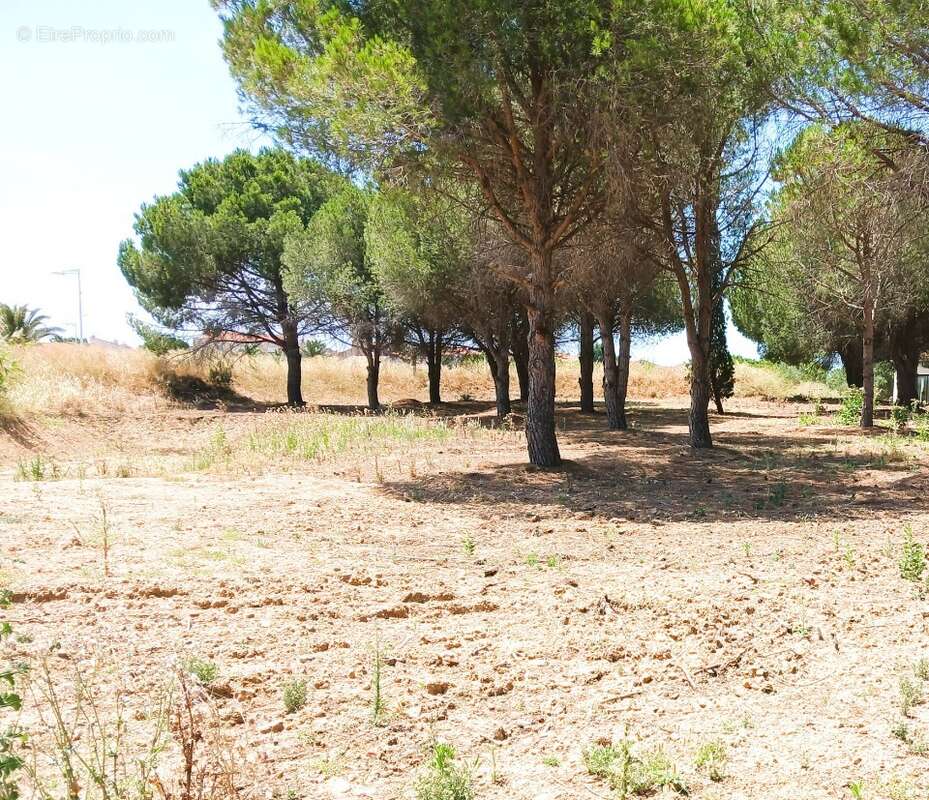 Terrain à PERPIGNAN