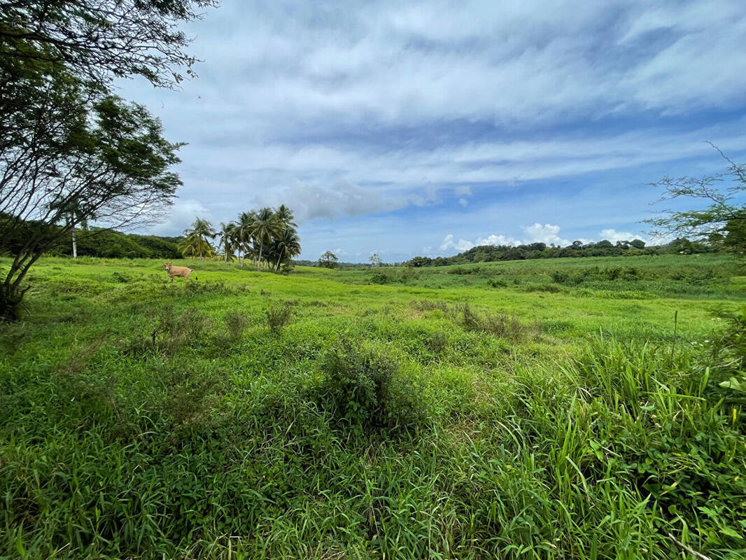 Terrain à PETIT-BOURG