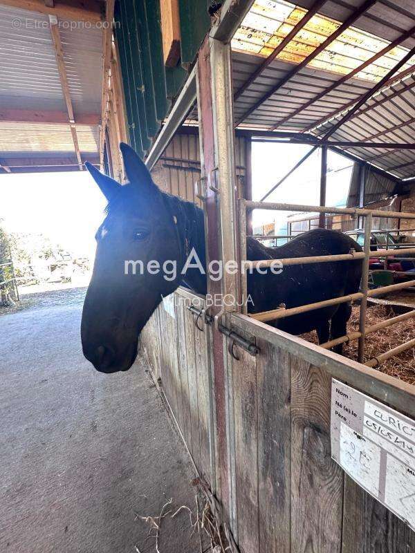 Maison à THORIGNY-SUR-OREUSE