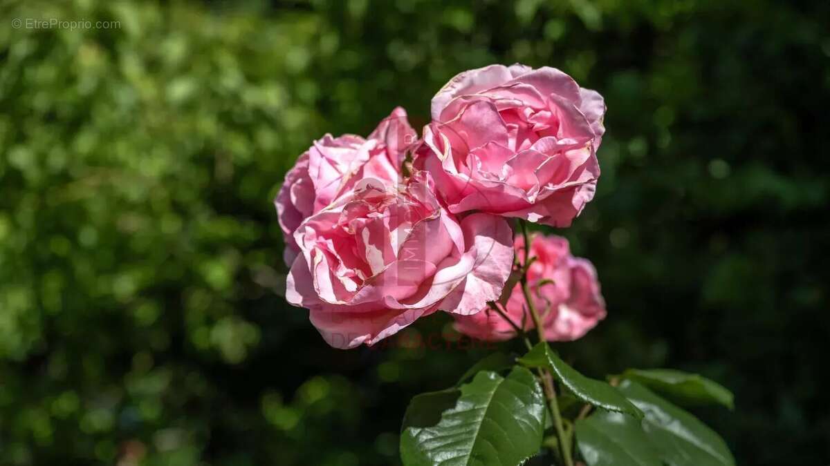 Maison à BOIS-LE-ROI
