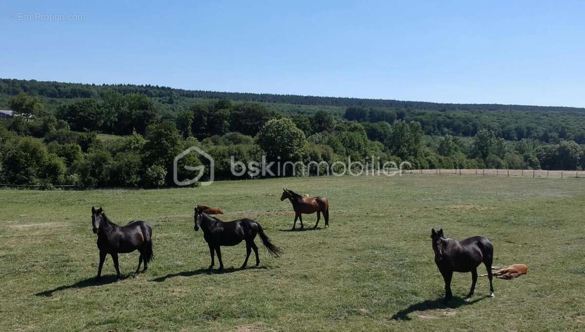 Magnifique propriété avec son exploitation équestre et 37 hectares de terrain - photo 21