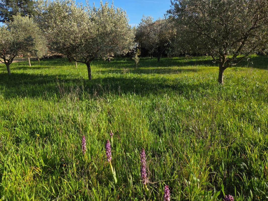 Photo 1 - Terrain à PUJAUT