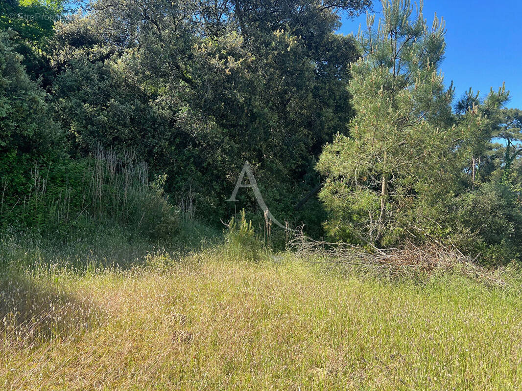 Terrain à LONGEVILLE-SUR-MER