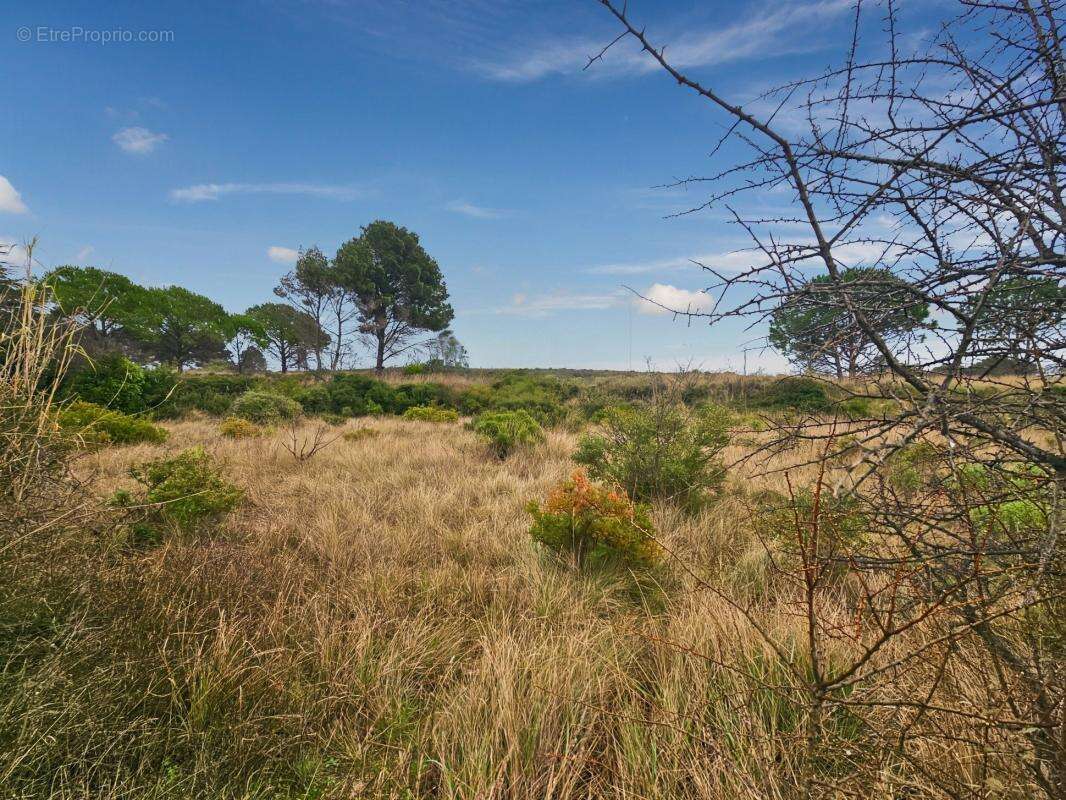 À Vendre - à Loupian - Terrain agricole de 1388m² - photo 4