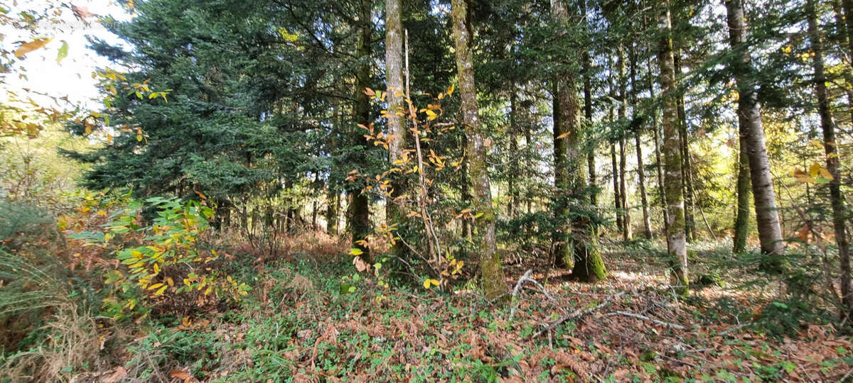 20251105_142447 - Terrain à PIEGUT-PLUVIERS