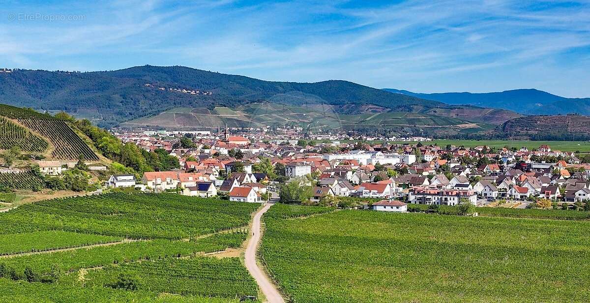 Terrain à WINTZENHEIM