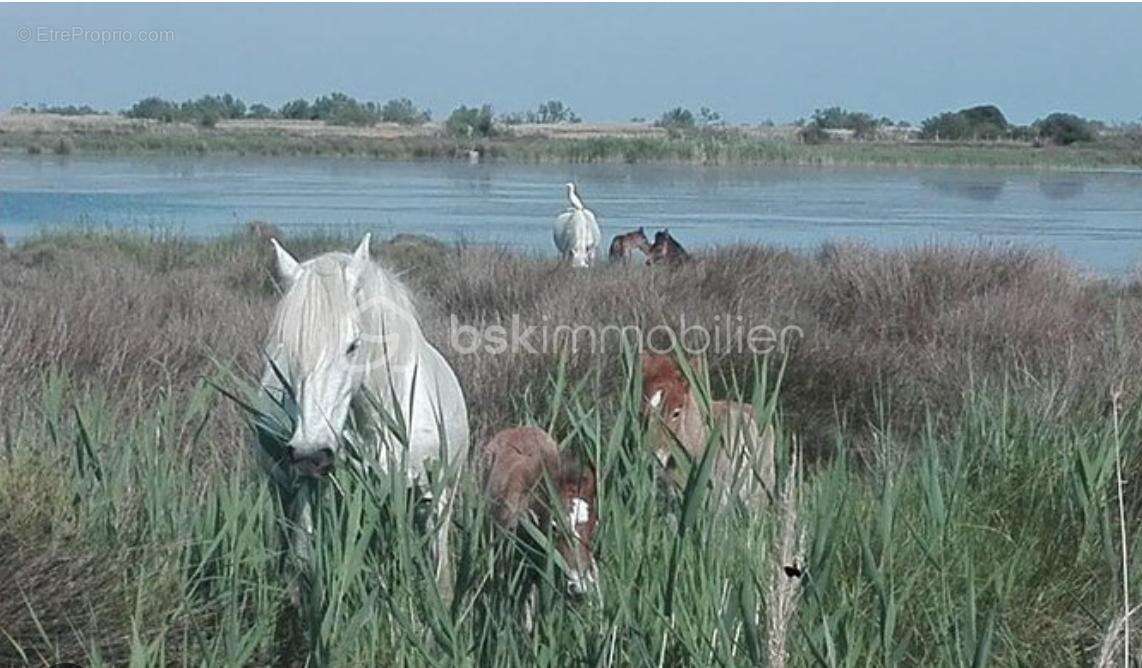 Maison à SAINT-GILLES