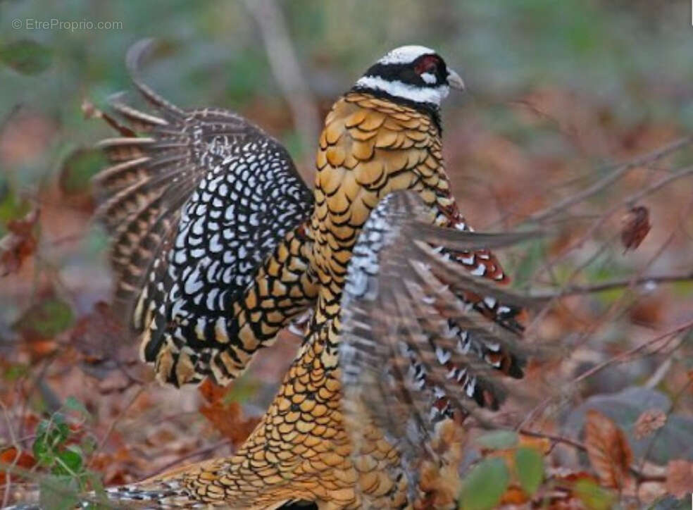 Terrain à AZERABLES