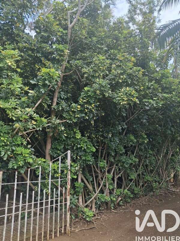 Photo 4 - Terrain à SAINT-PIERRE